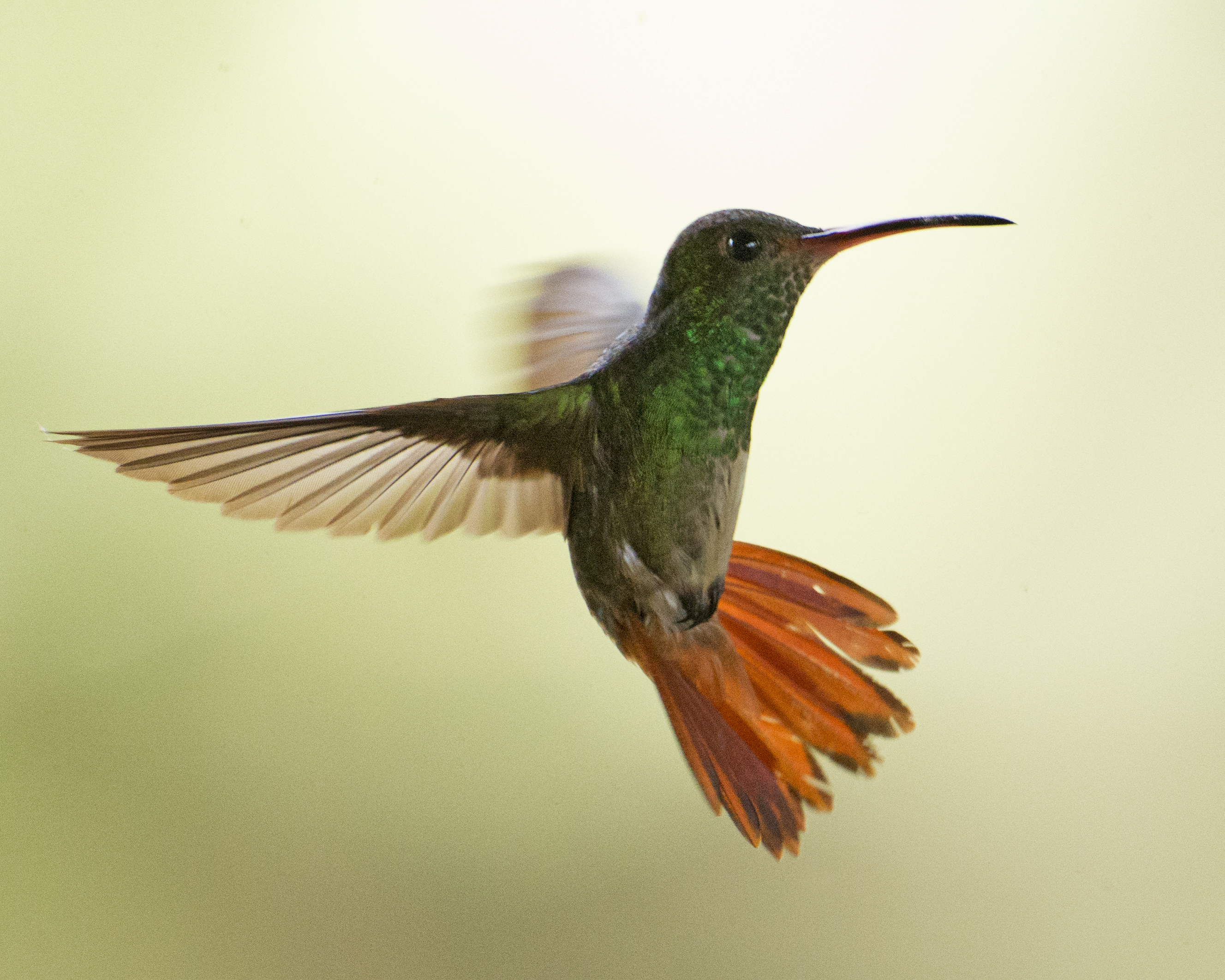 Hummingbird in flight