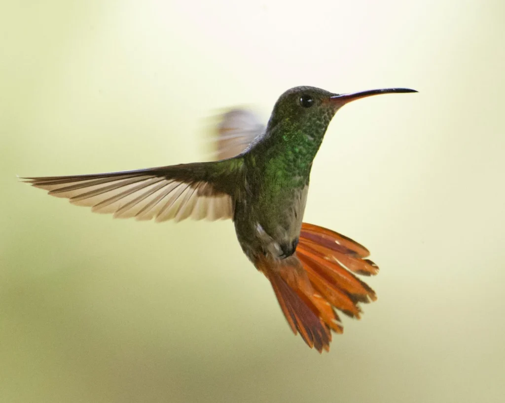 Hummingbird in flight